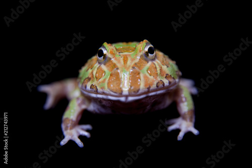 The chachoan horned frog isolated on black