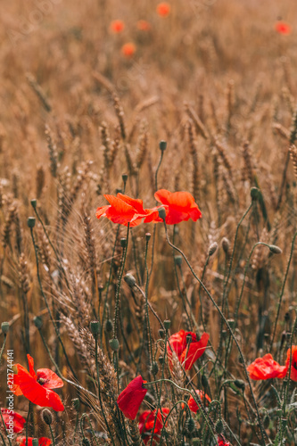 red poppies field golden spikelets wheat agroculture