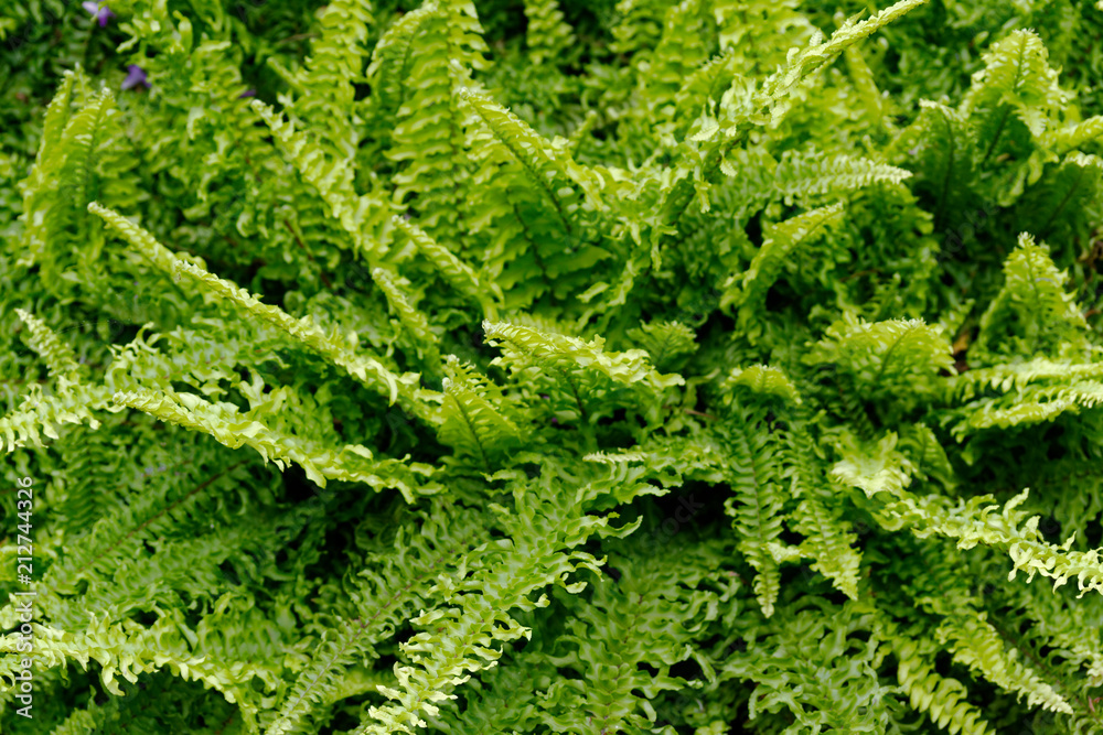 fern leaf fern leaf