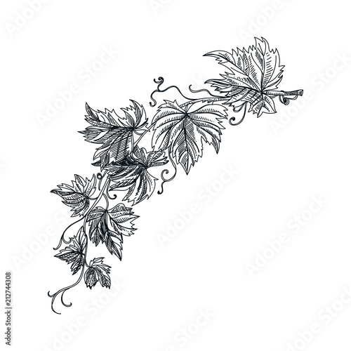 vector hand drawn grapevine Illustration