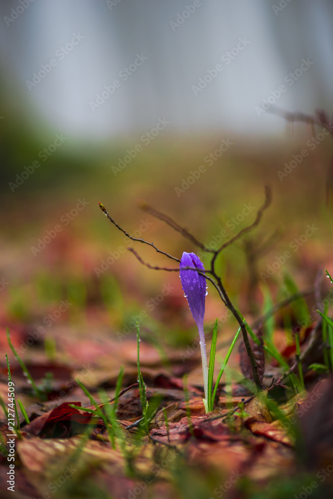 Crocus in the forest Crocus in the forest