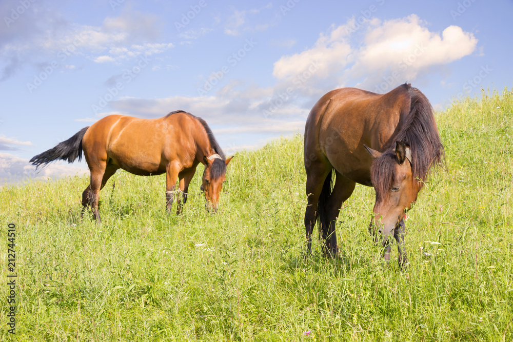 Horses eating grass on green meadow,mountain landscape, blue sky on background Horses eating grass on green meadow,mountain landscape, blue sky on background