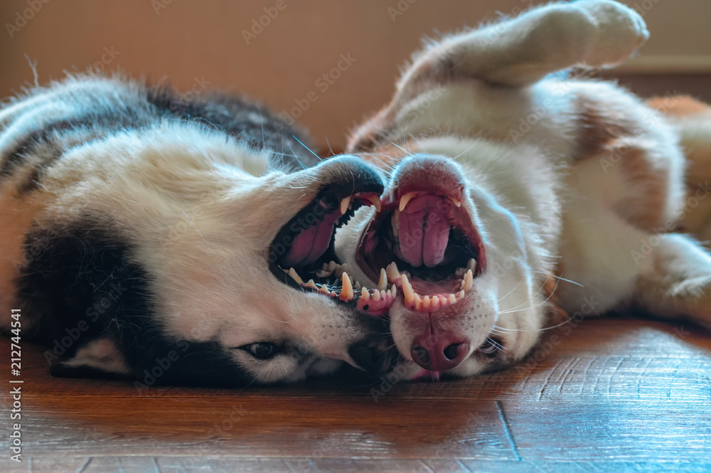 Two husky dogs lie on their backs side by side with its legs in the air