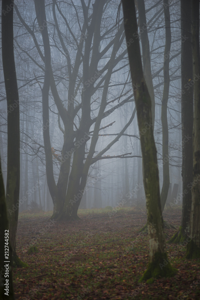 Naklejka premium Fog in side of the forest