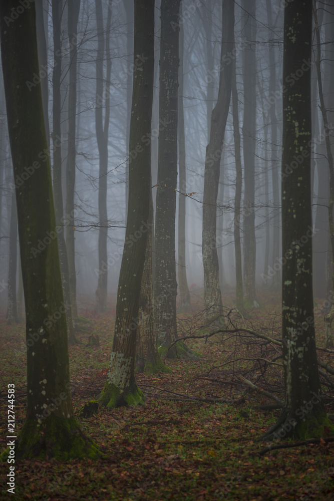 Naklejka premium Fog in side of the forest