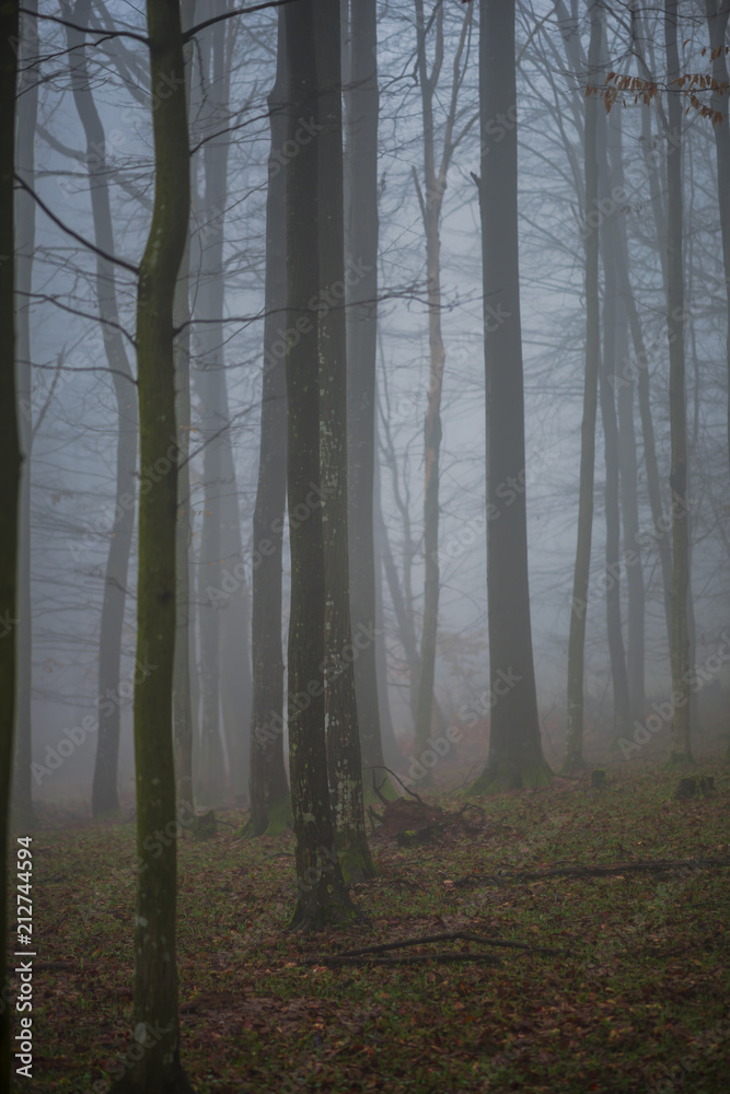 Naklejka premium Fog in side of the forest