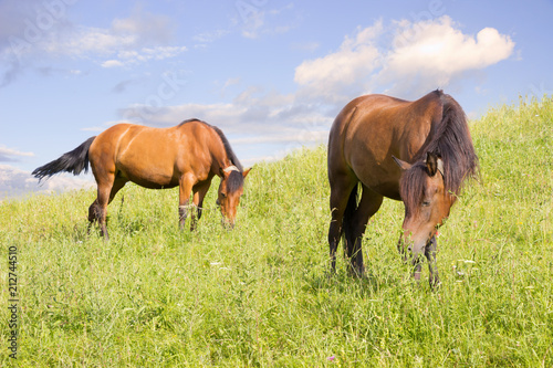 Horses eating grass on green meadow mountain landscape  blue sky on background