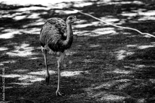 Ostrich on the Lawn