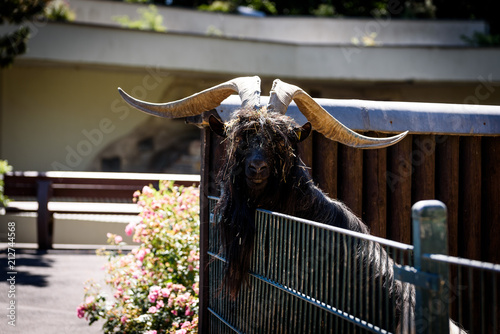 Happy Grinning Goat