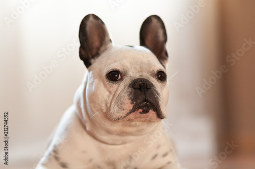 Dog portrait