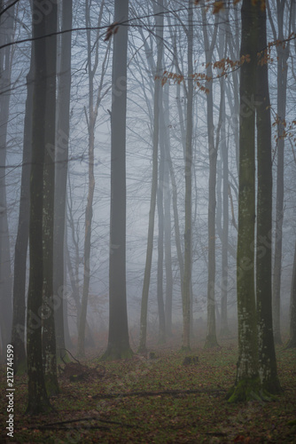 Fog in side of the forest © somra