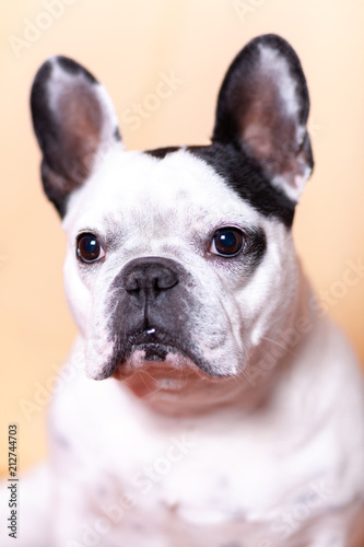 Dog portrait © Estrella Andrade