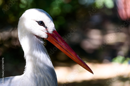 Stork in the Bushes