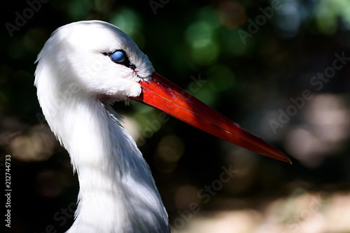 Stork in the Bushes With Eyelid
