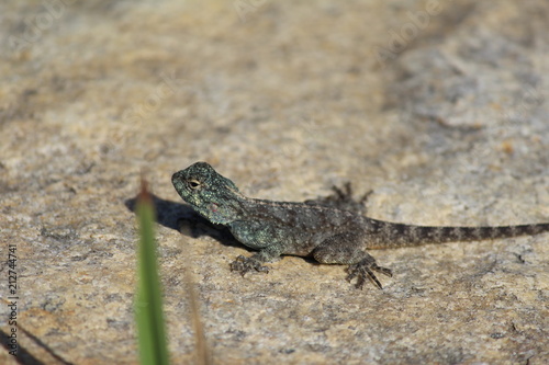 Lizard at Cape Point, South Africa