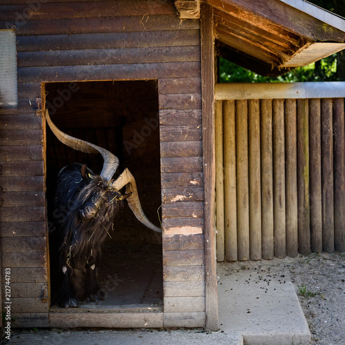 Goat Stuck in Doorway