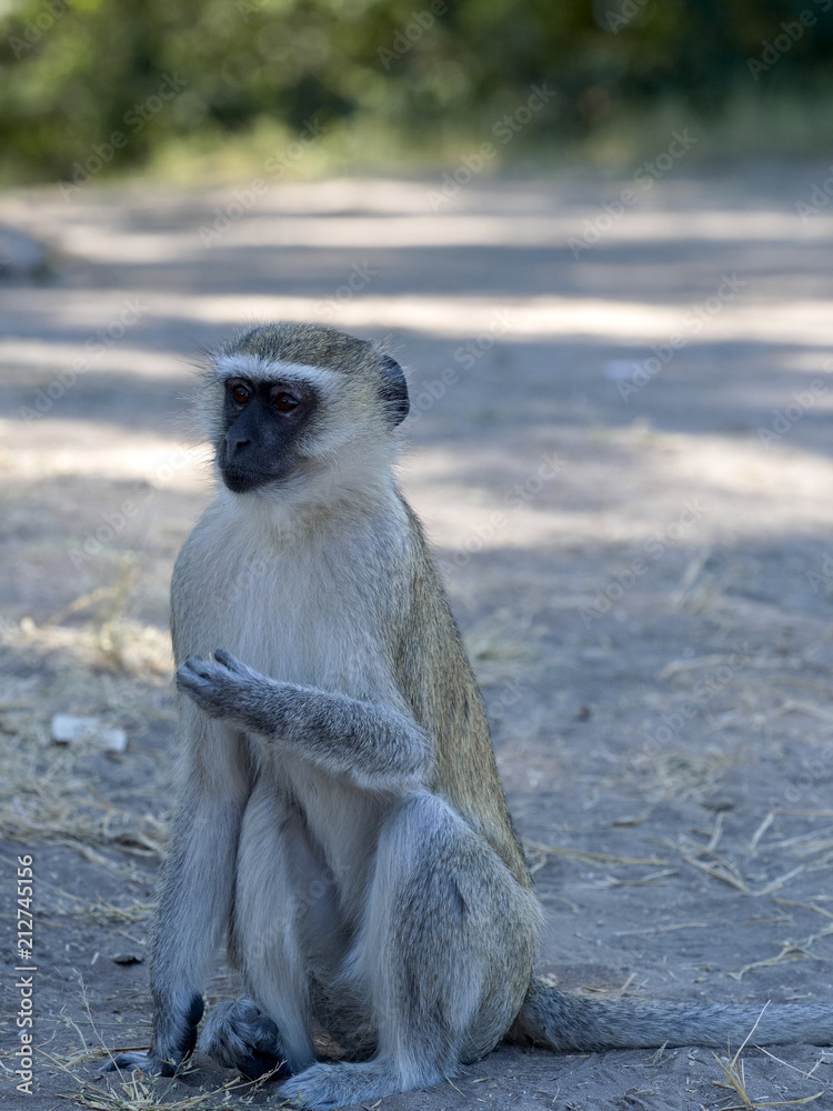 Obraz premium Green Monkey Chlorocebus aethiops, Chobe National Park, Botswana