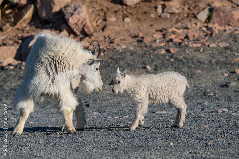 A Beautiful Mountain Goat Nanny and Her Lamb Kid A Beautiful Mountain Goat Nanny and Her Lamb Kid