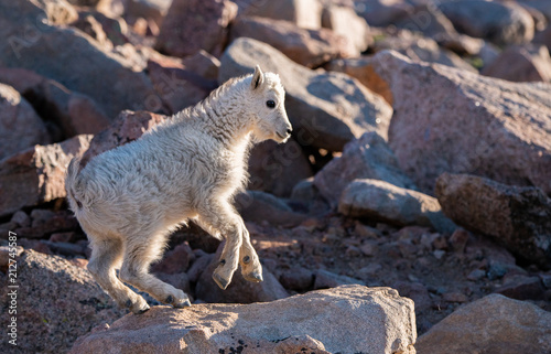 A Baby Mountain Goat Kid in The Rocky Mountains-Colorado
