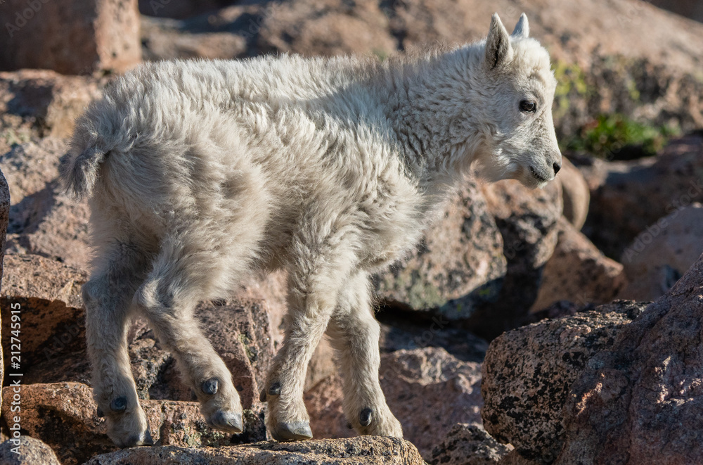 A Baby Mountain Goat Kid in The Rocky Mountains-Colorado A Baby Mountain Goat Kid in The Rocky Mountains-Colorado