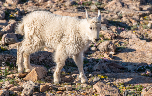 A Baby Mountain Goat Kid in The Rocky Mountains-Colorado