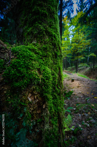 Baum im Moos im Wald Natur