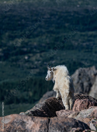 Adult Mountain Goat Overlooking Its Territory