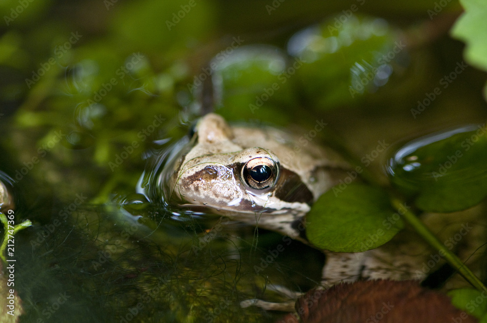 Obraz premium Grasfrosch im Gartenteich