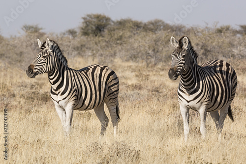 Cebras en la sabana de Namibia    frica.