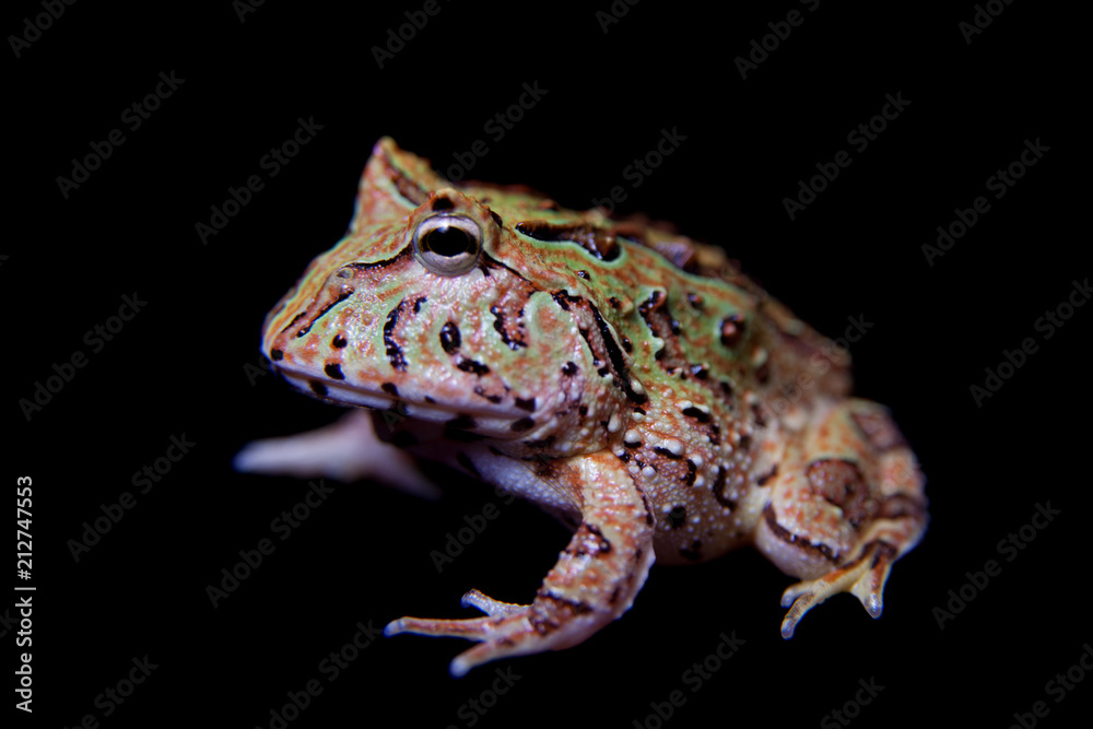 Fototapeta premium The Fantasy horned froglet isolated on black