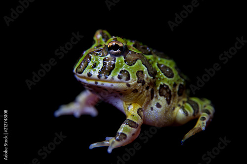 The Argentine horned froglet isolated on black