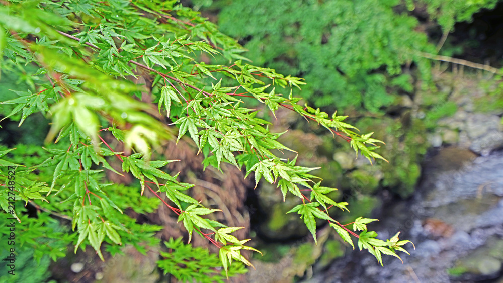 Closeup green leaves, tree and river in Japan countryside Closeup green leaves, tree and river in Japan countryside
