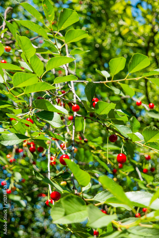 Red cherries on tree. Natural summer background with ripe berries among green leaves in sunny day. Red cherries on tree. Natural summer background with ripe berries among green leaves in sunny day.