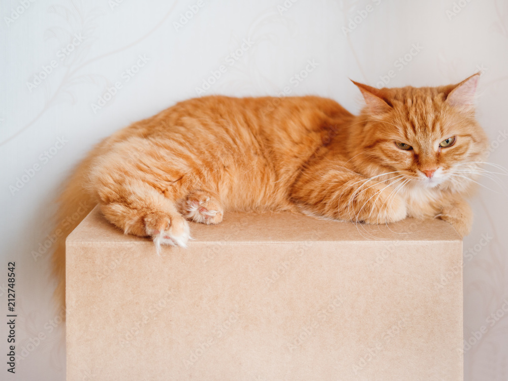 Cute ginger cat lying on carton box. Fluffy pet gazing angrily. Cute ginger cat lying on carton box. Fluffy pet gazing angrily.