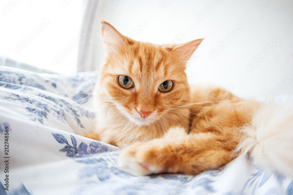 Cute ginger cat with funny expression on face lies on bed. The fluffy pet comfortably settled to sleep or to play. Cute cozy background, morning bedtime at home. Fish eye lens effect.