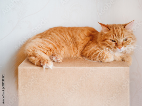 Cute ginger cat lying on carton box. Fluffy pet gazing angrily.