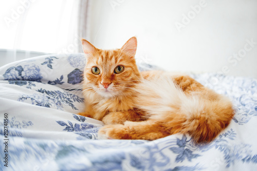 Cute ginger cat with funny expression on face lies on bed. The fluffy pet comfortably settled to sleep or to play. Cute cozy background, morning bedtime at home. Fish eye lens effect. © Konstantin Aksenov