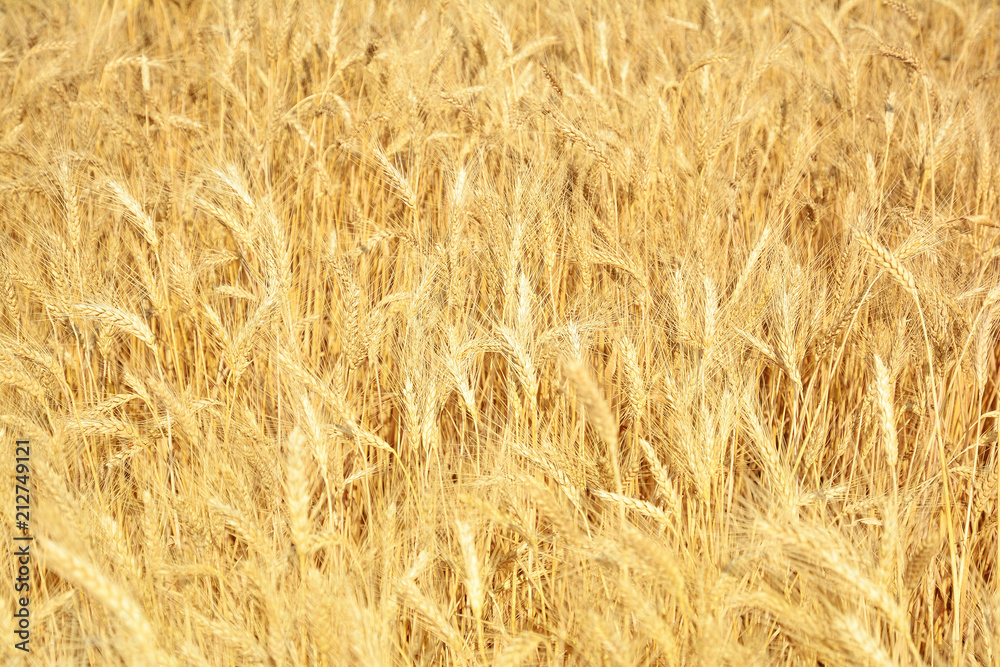 Yellow wheat field, harvest of grain crops. Mature wheat ears of a new crop. Rural landscape. Yellow wheat field, harvest of grain crops. Mature wheat ears of a new crop. Rural landscape.