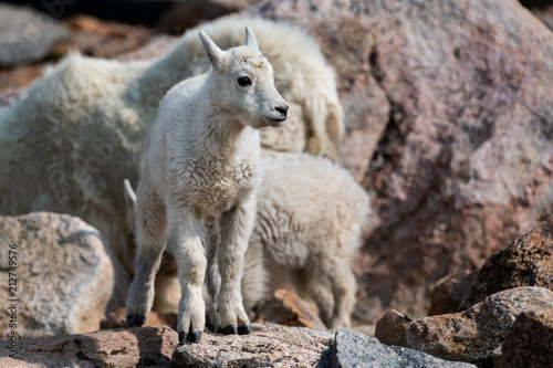 A Baby Mountain Goat Lamb Posing on a Rock-Mount Evans, Colorado