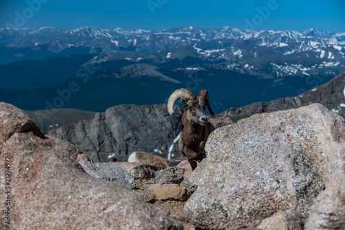 A Bighorn Sheep In High Elevation with a Mountain View
