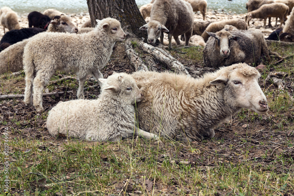 Obraz premium Mother sheep with her lambs.