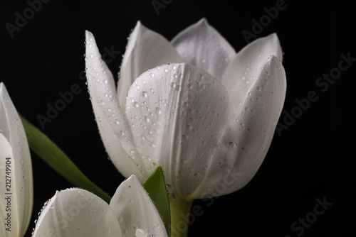 White Tulip