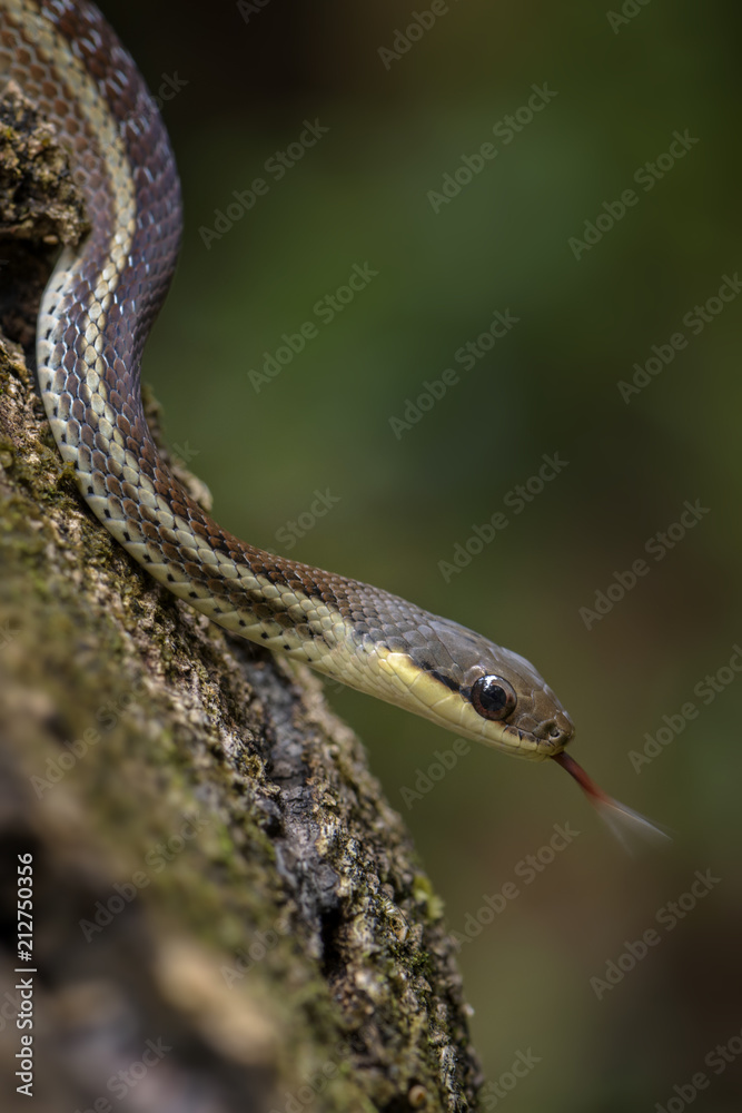 snake - Thamnosophis lateralis, beautiful endemic snake from Madagascar bushes and forests. snake - Thamnosophis lateralis, beautiful endemic snake from Madagascar bushes and forests.