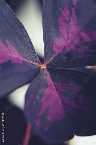 Purple or False Shamrock (Oxalis triangularis). Natural background. Toned. photo