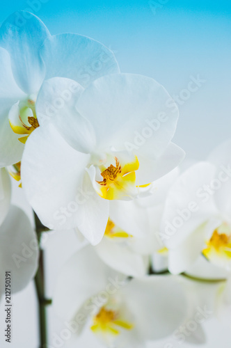 Fototapeta Naklejka Na Ścianę i Meble -  Close up of white orchid flower. Toned.