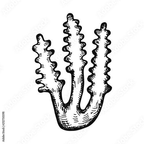 seaweed hand drawing vector. isolated