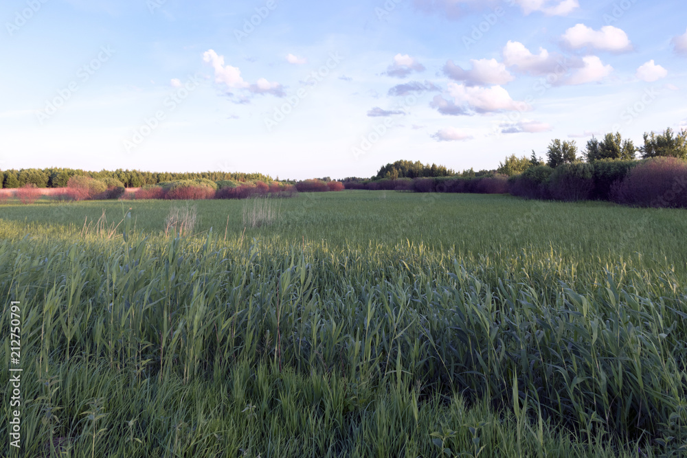 Fototapeta premium reeds at sunset