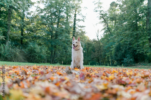 Wallpaper Mural Weißer Schäferhund am See im Herbst Torontodigital.ca