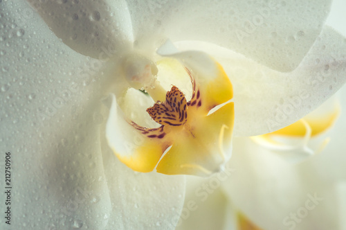 Close up of white orchid flower. Toned.