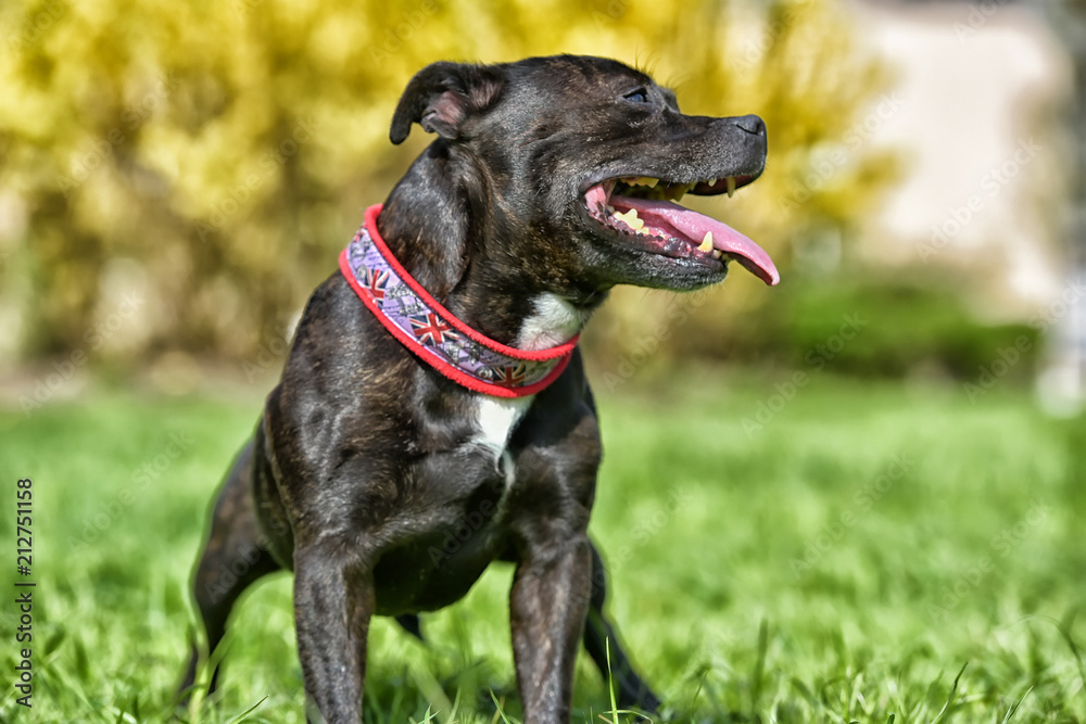 English staffordshire bull terrier English staffordshire bull terrier